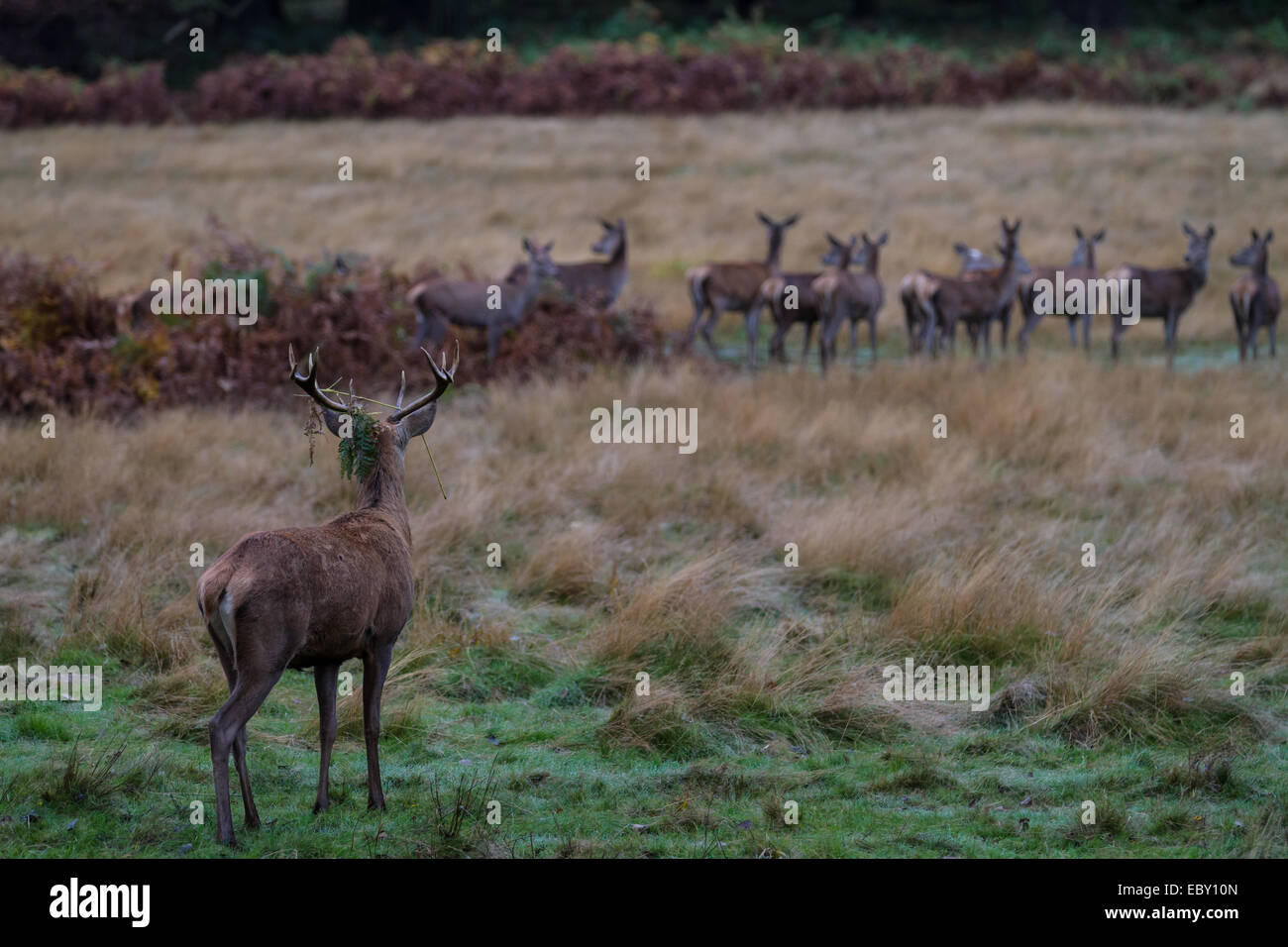 Red deer, richmond park hi-res stock photography and images - Alamy