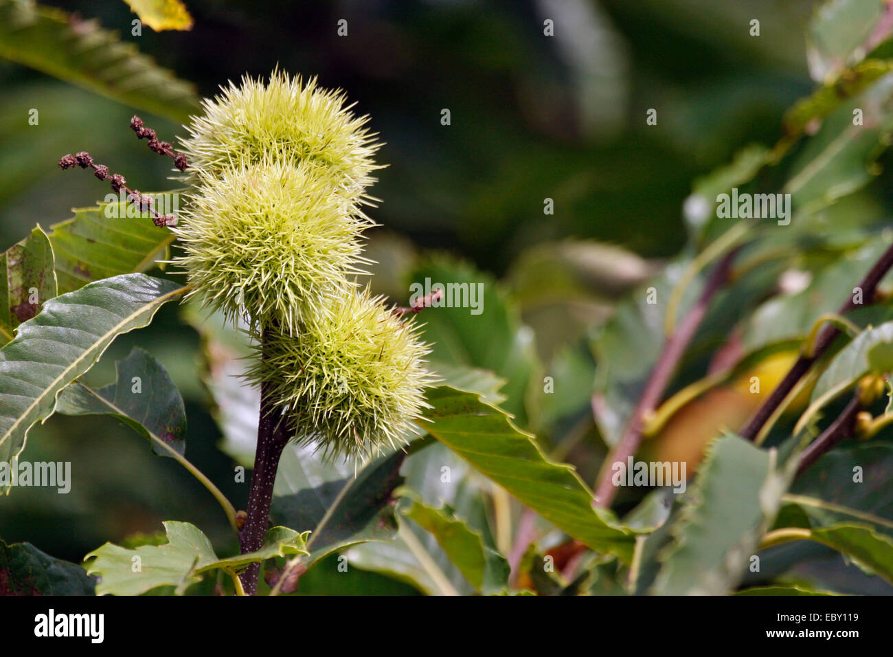 Spanish chestnut, sweet chestnut (Castanea sativa), branch with fruits, Germany, Rhineland-Palatinate Stock Photo