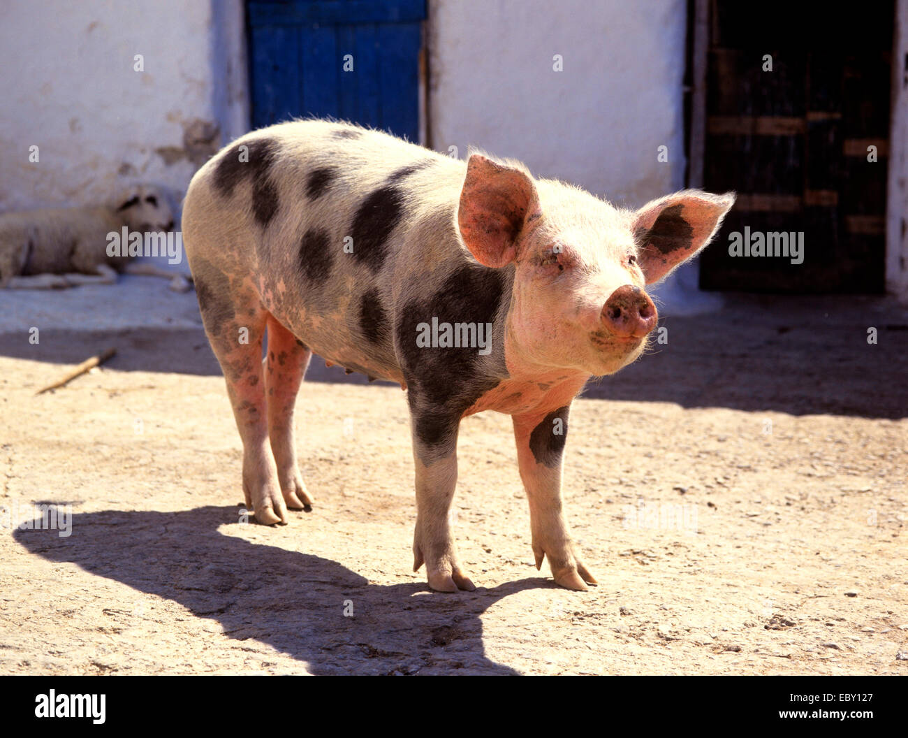 Spotted Pig High Resolution Stock Photography and Images - Alamy