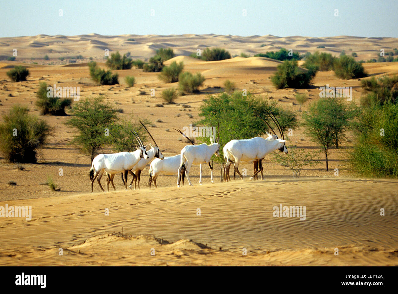 Arabian oryx (Oryx leucoryx), group in the desert, United Arab Emirates, Dubai Stock Photo