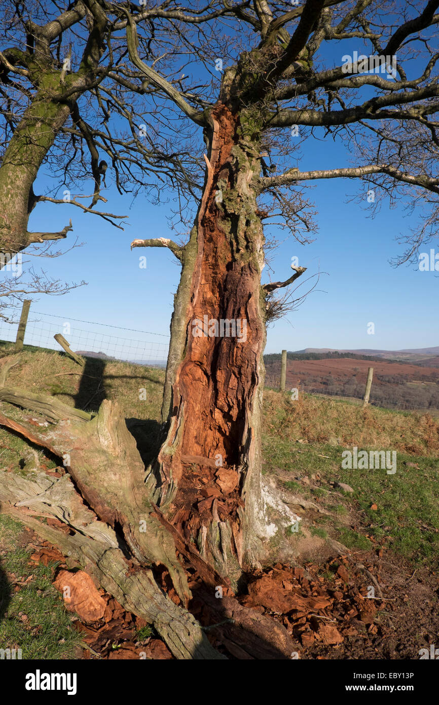 Dead rotting tree Stock Photo Alamy