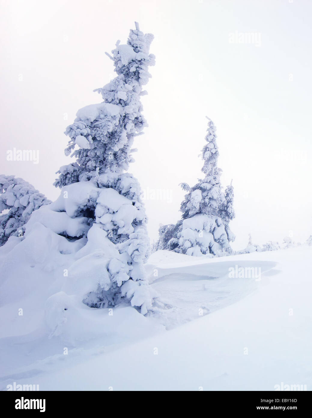 Extreme Snow Covered Pine Trees Stock Photos Extreme Snow