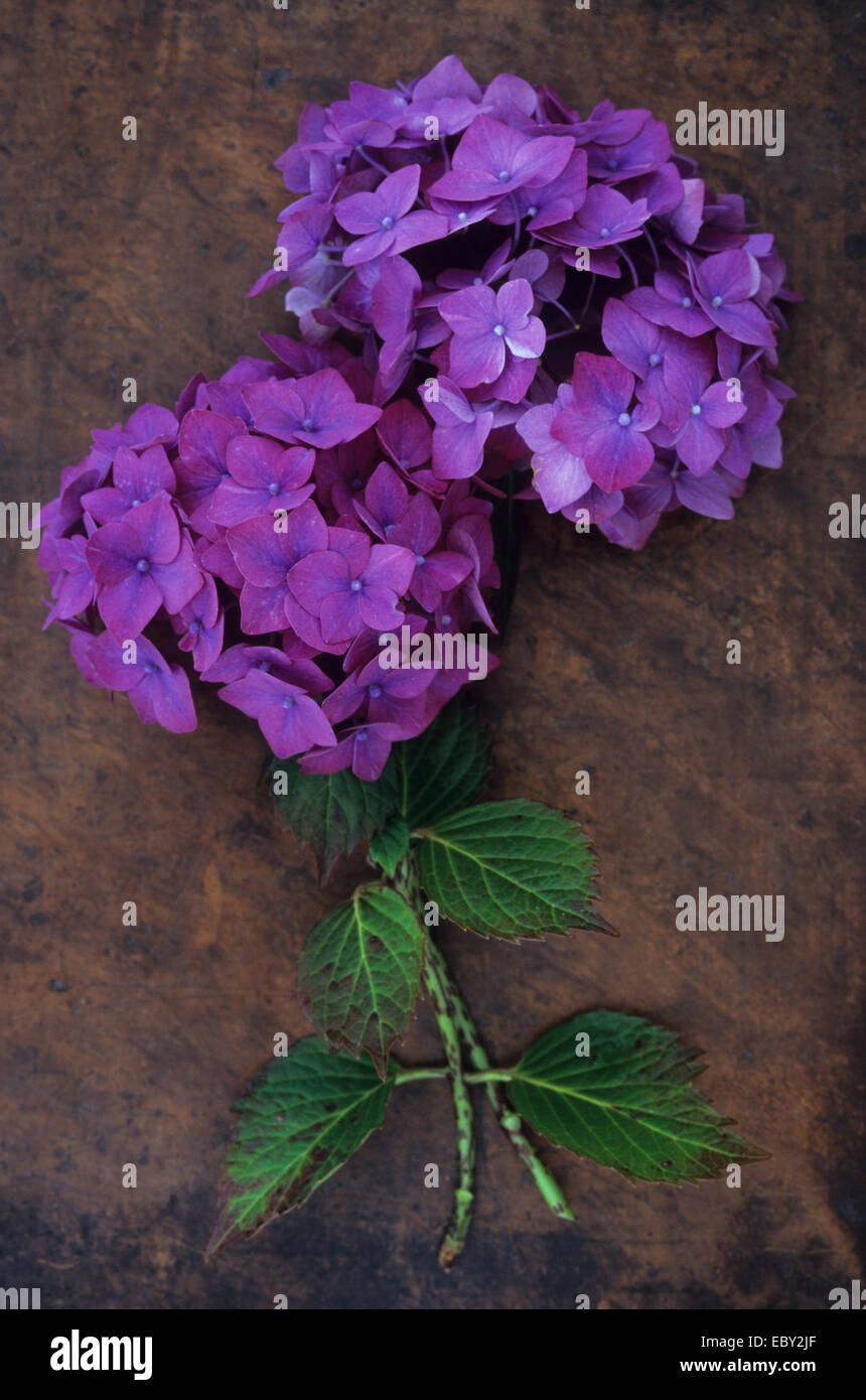 Two flowerheads of deep pink mophead Hydrangea macrophylla Ami Pasquier with stems and green leaves lying on scuffed leather Stock Photo