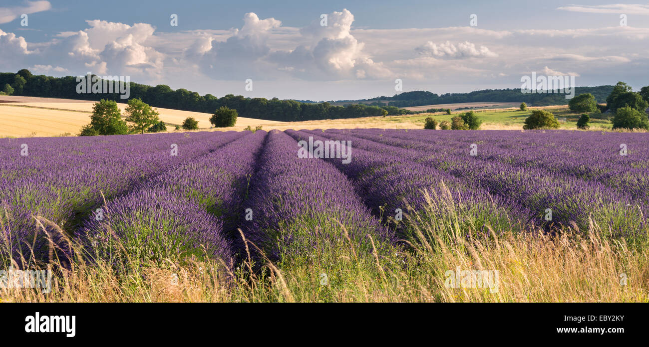 Lavender field in flower, Snowshill, Cotswolds, England. Summer (July) 2014. Stock Photo