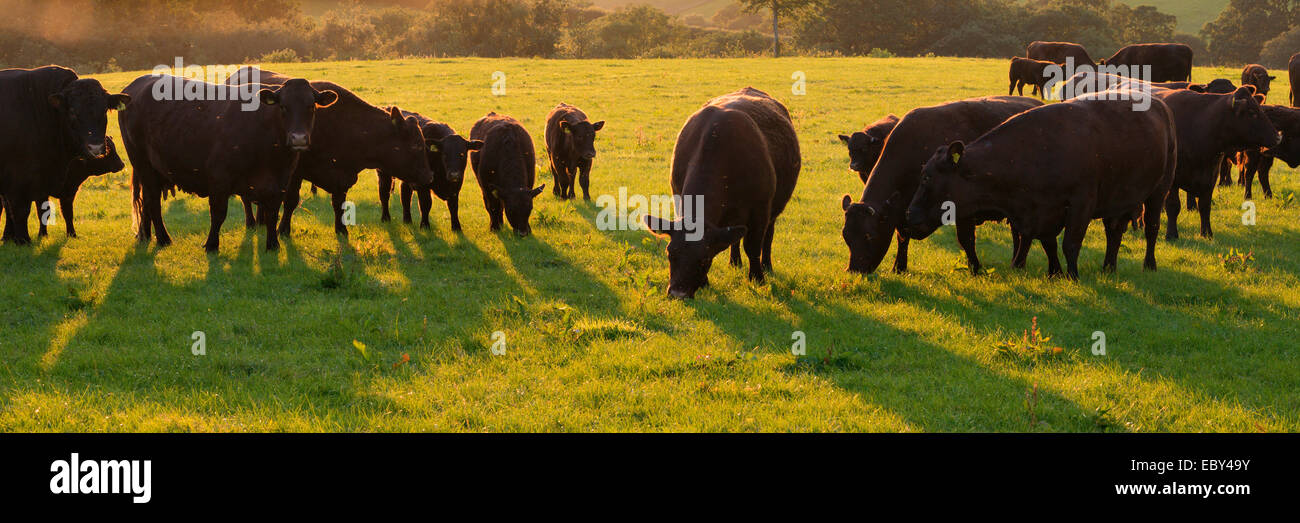 North Devon Red Ruby cattle herd grazing in the rolling countryside, Black Dog, Devon, England. Summer (July) 2014. Stock Photo