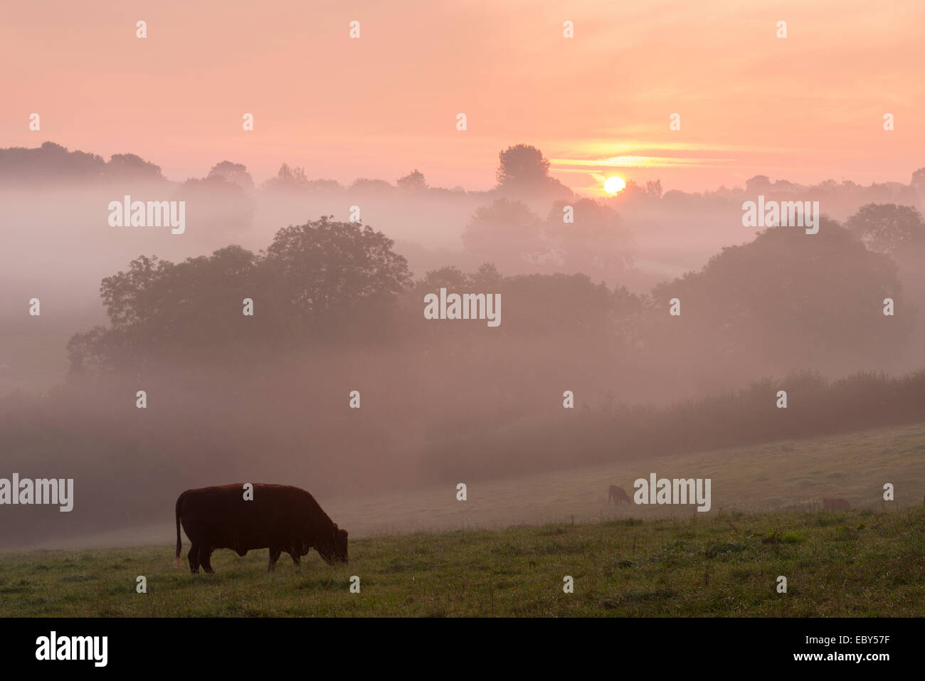 Red Ruby cattle grazing in the Devon countryside at dawn on a misty morning, Black Dog, Devon, England. Autumn (September) 2014. Stock Photo