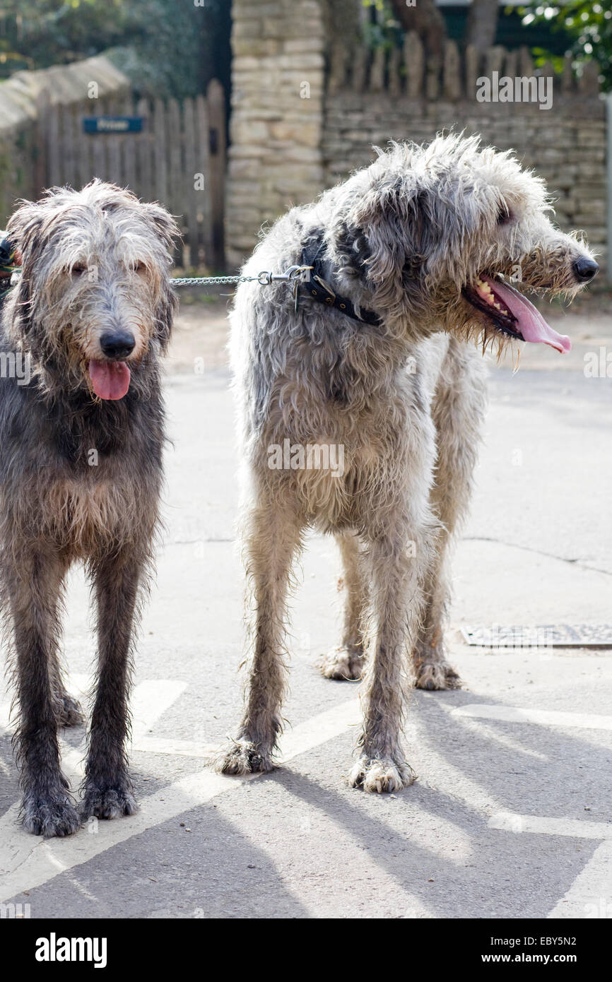 Two  Irish Wolfhounds on a walk Stock Photo