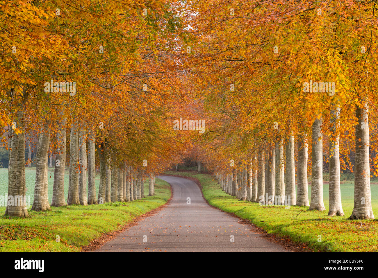 Avenue of colourful trees in autumn, Dorset, England. November 2014. Stock Photo