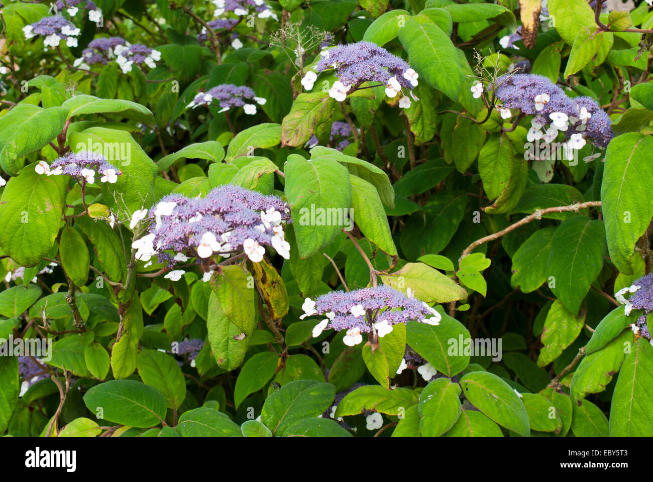Hydrangea aspera macrophylla Stock Photo
