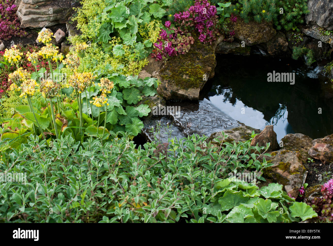 A garden pond surrounded by herbaceous and perennial plants Stock Photo