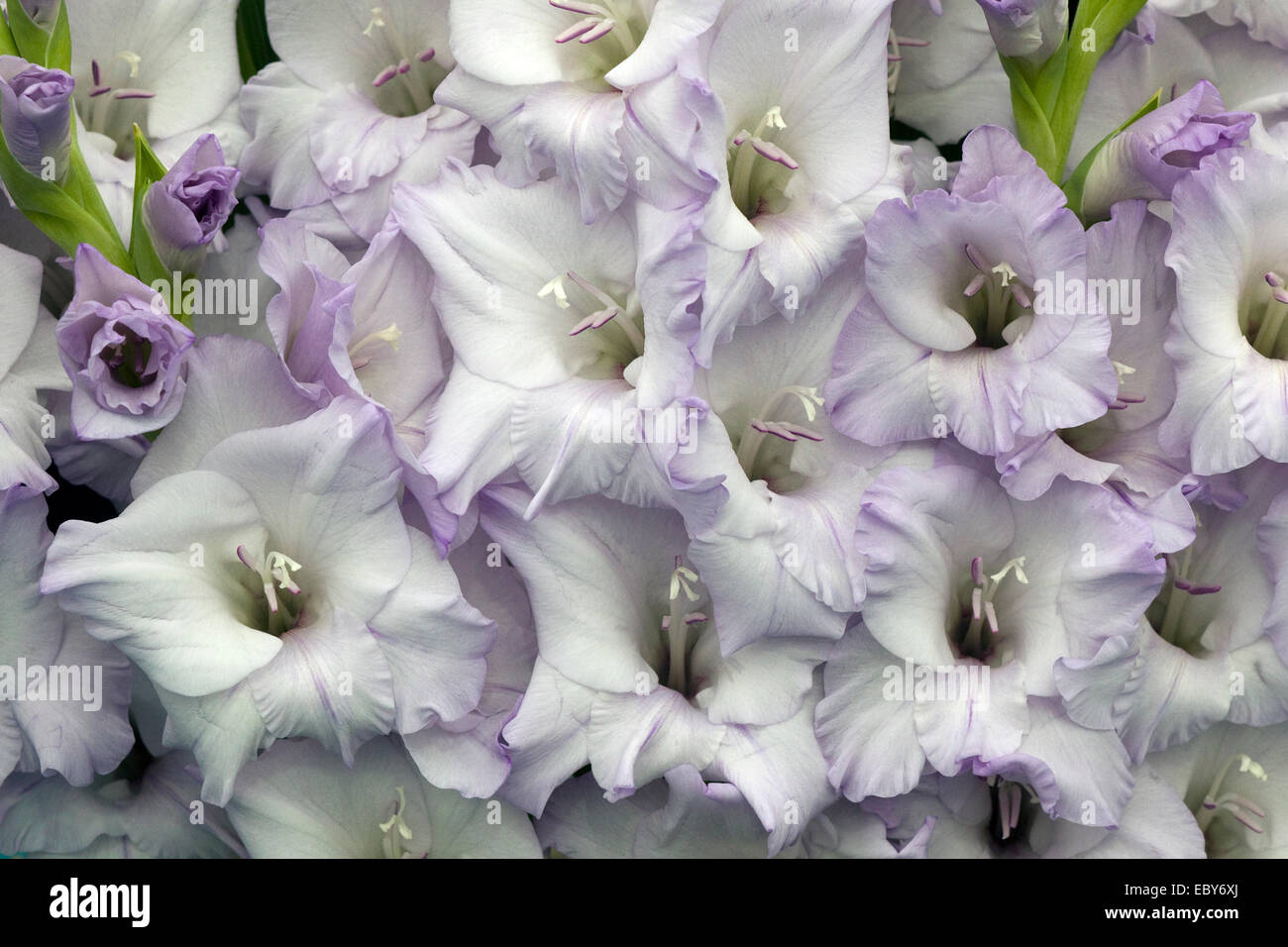 Purple and white Gladioli display Stock Photo