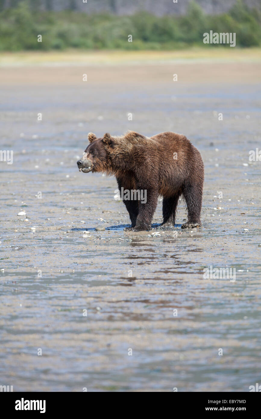 Coastal brown bear in chinitna hi-res stock photography and images - Alamy