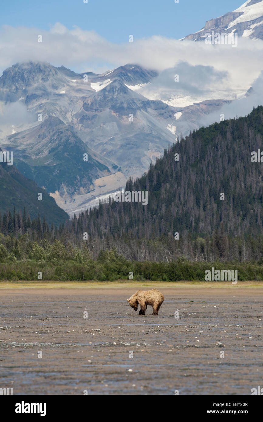 Coastal brown bear in chinitna hi-res stock photography and images - Alamy