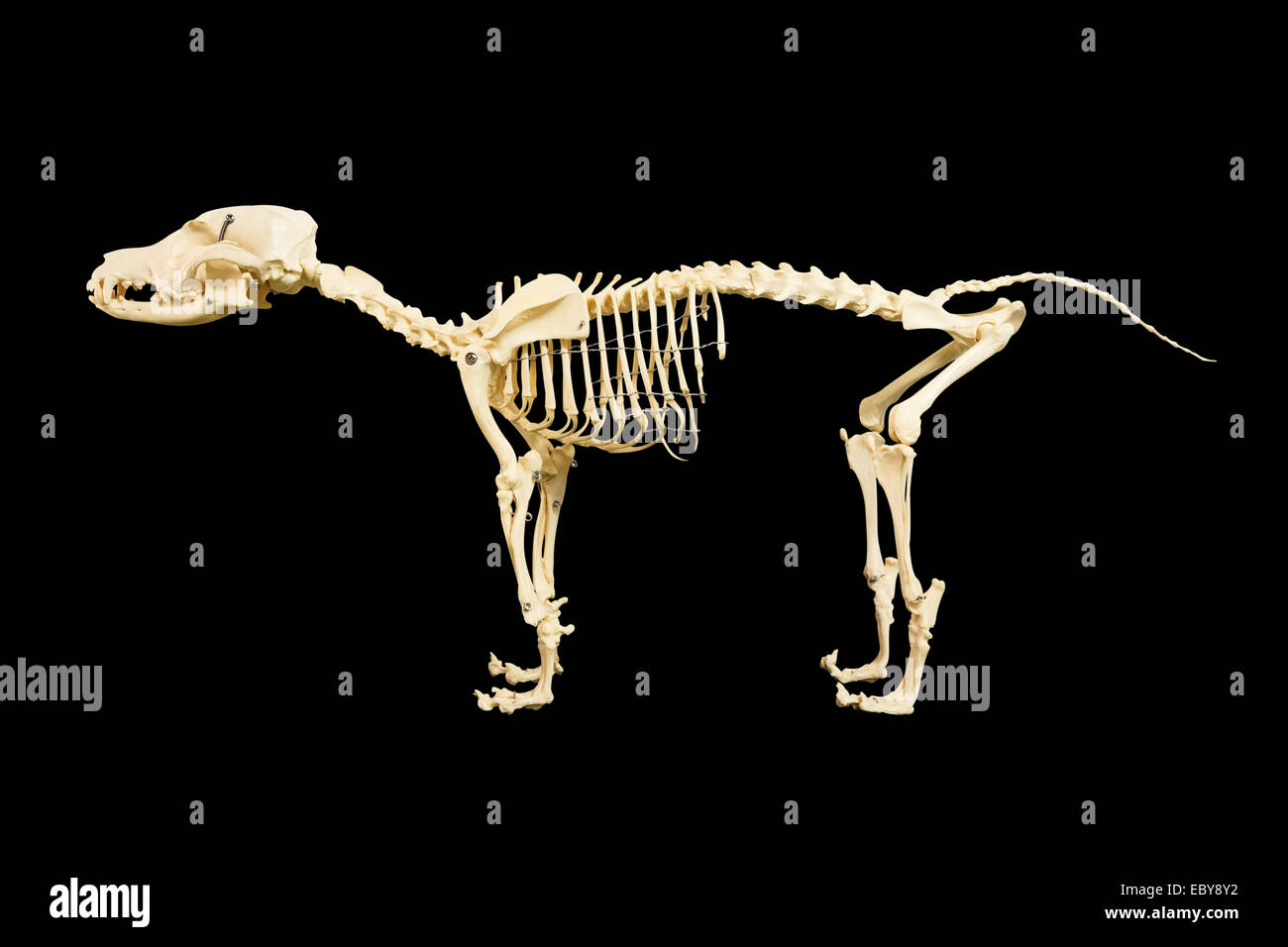 Dog skeleton model on black background Stock Photo