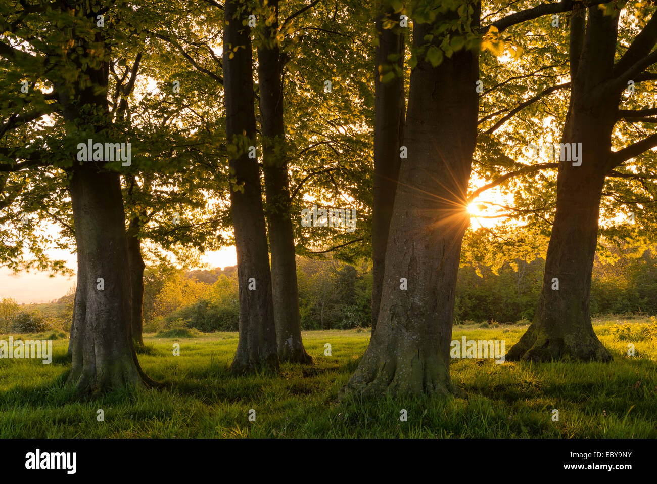 Sun setting behind small copse of trees near Haresfield Beacon in the Cotswolds, Gloucestershire, England. Stock Photo