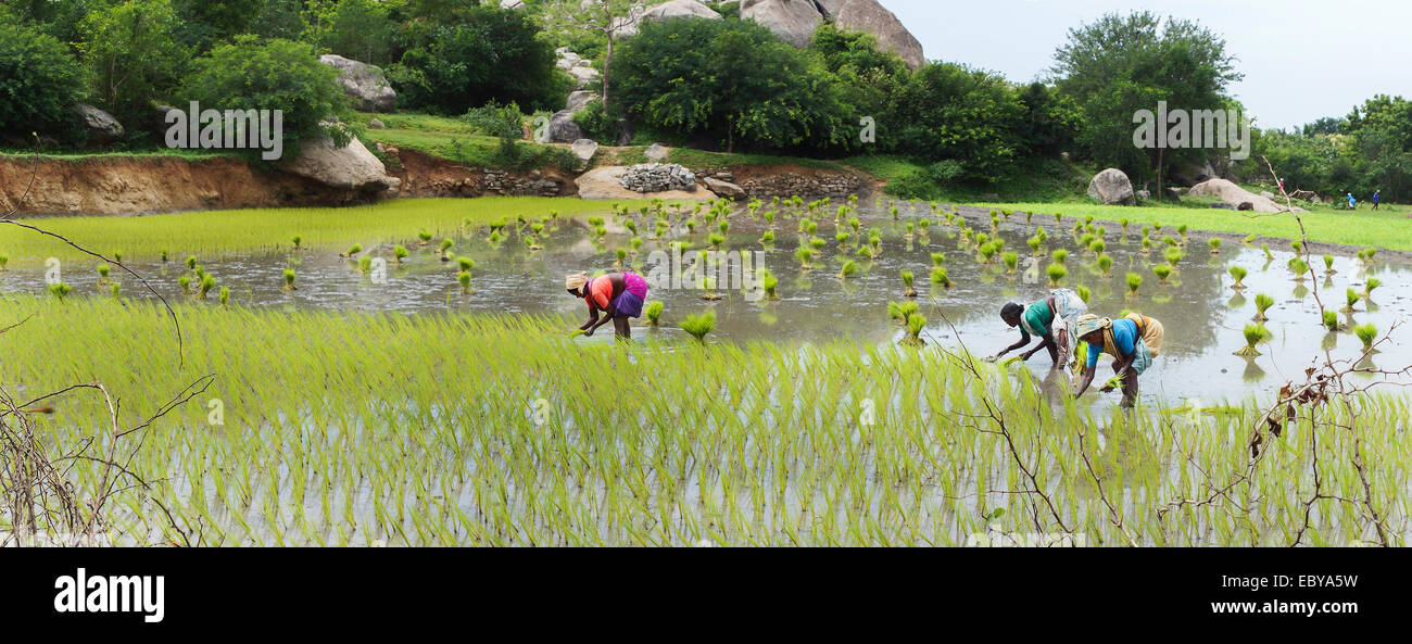 How to plant rice hi-res stock photography and images - Alamy