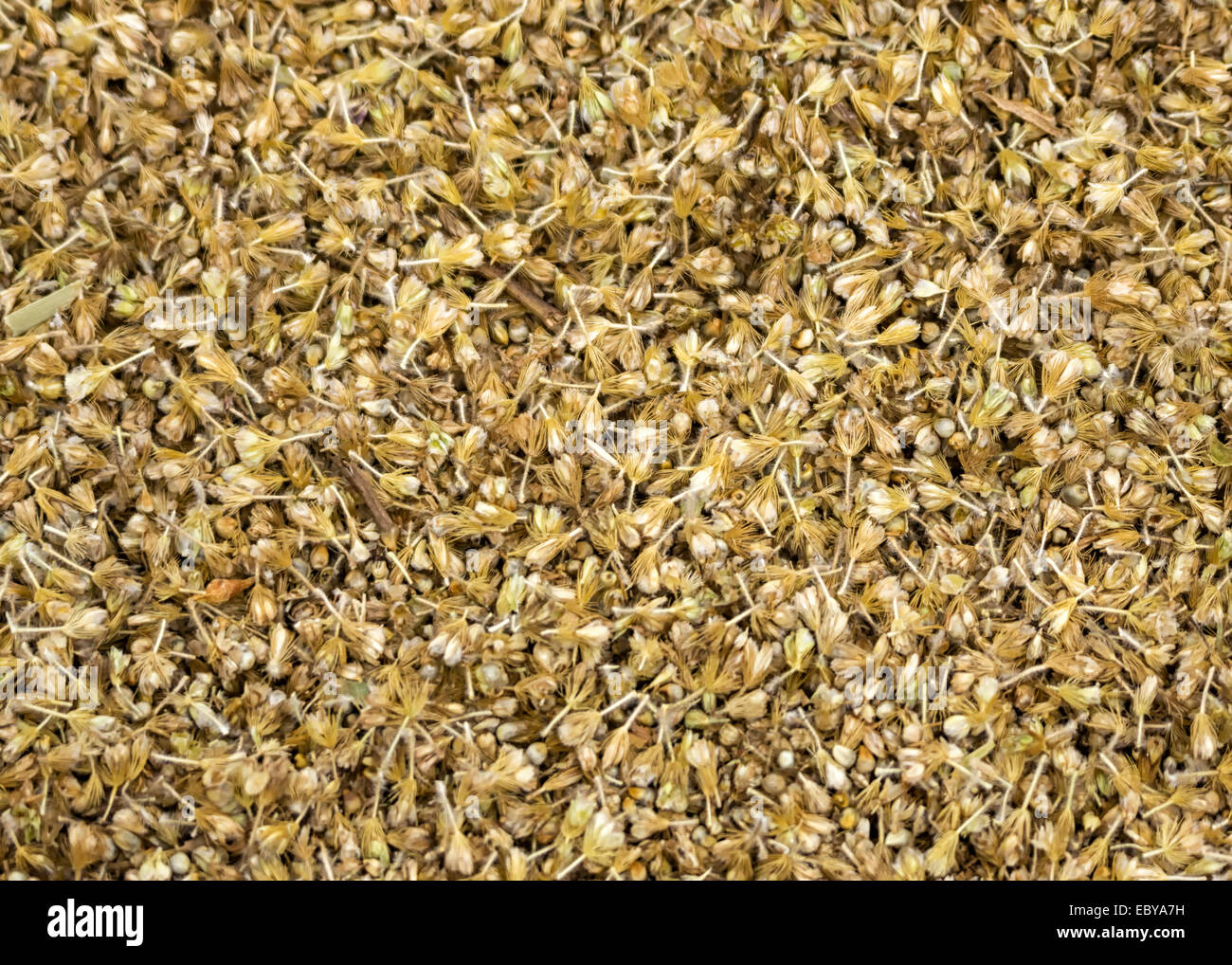 Closeup of nonthreshed millet still in chaff, husks Stock Photo Alamy
