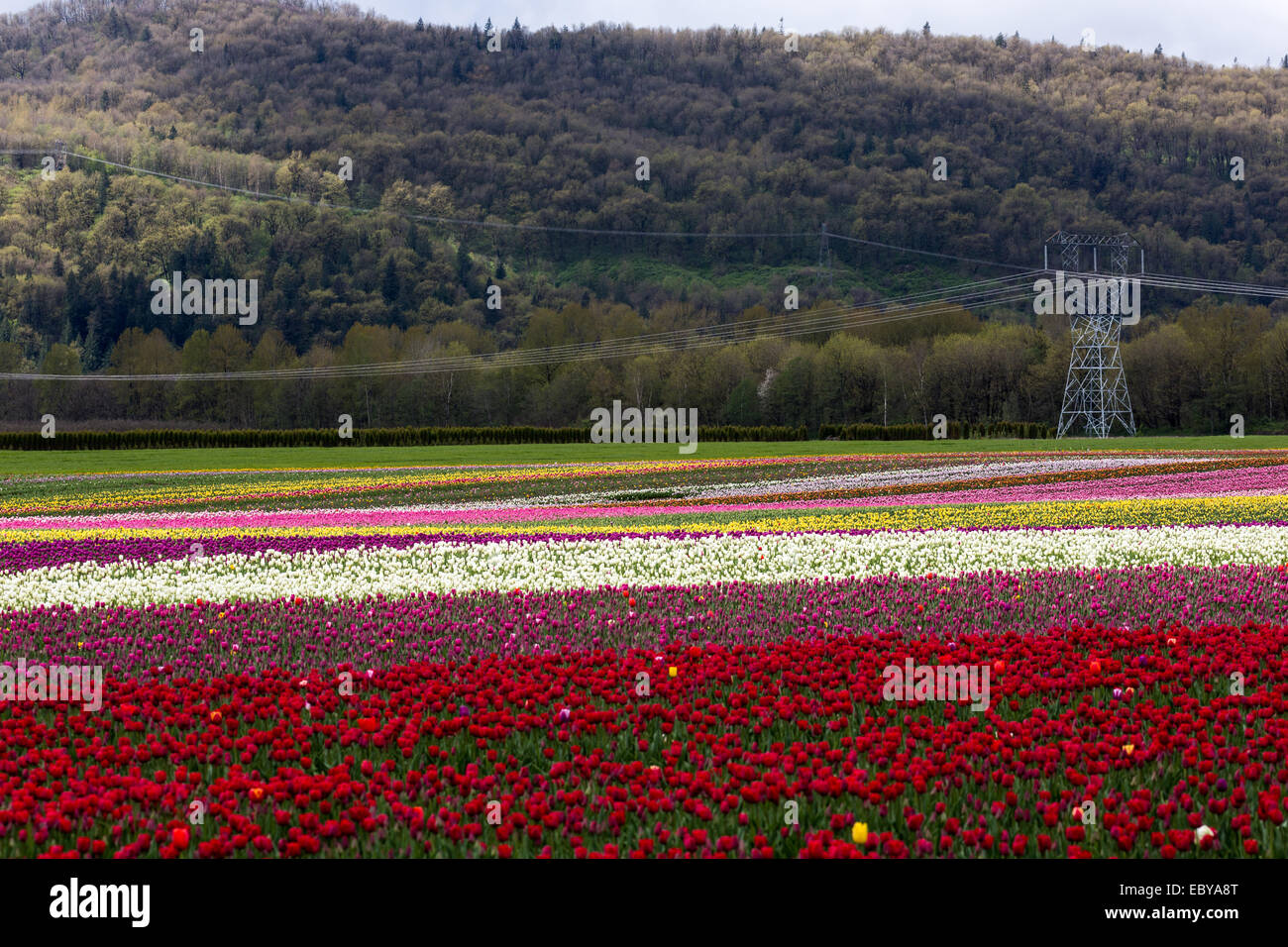 Spring Landscape, Tulip Flower Field in Agassiz BC Canada Stock Photo