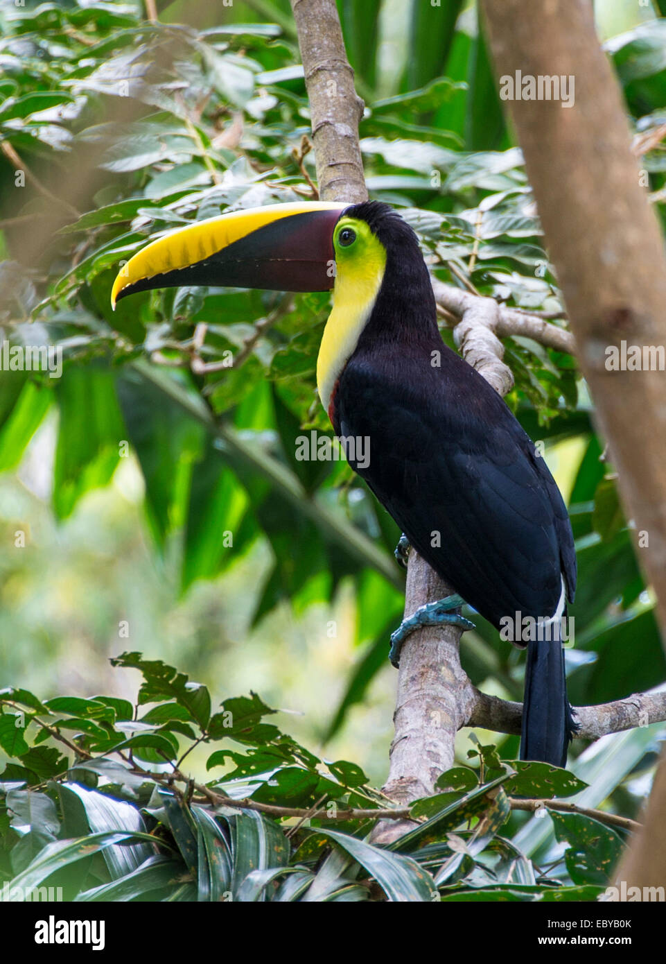 Costa Rica toucan in a tree Stock Photo