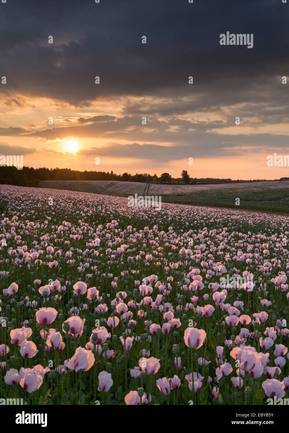 Opium poppyfield at sunset, Chilton, Oxfordshire, England. Summer (June) 2014. Stock Photo