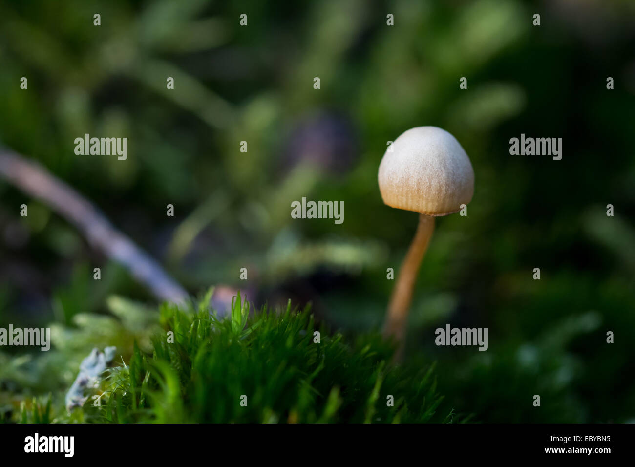 Tiny mushroom with green background Stock Photo