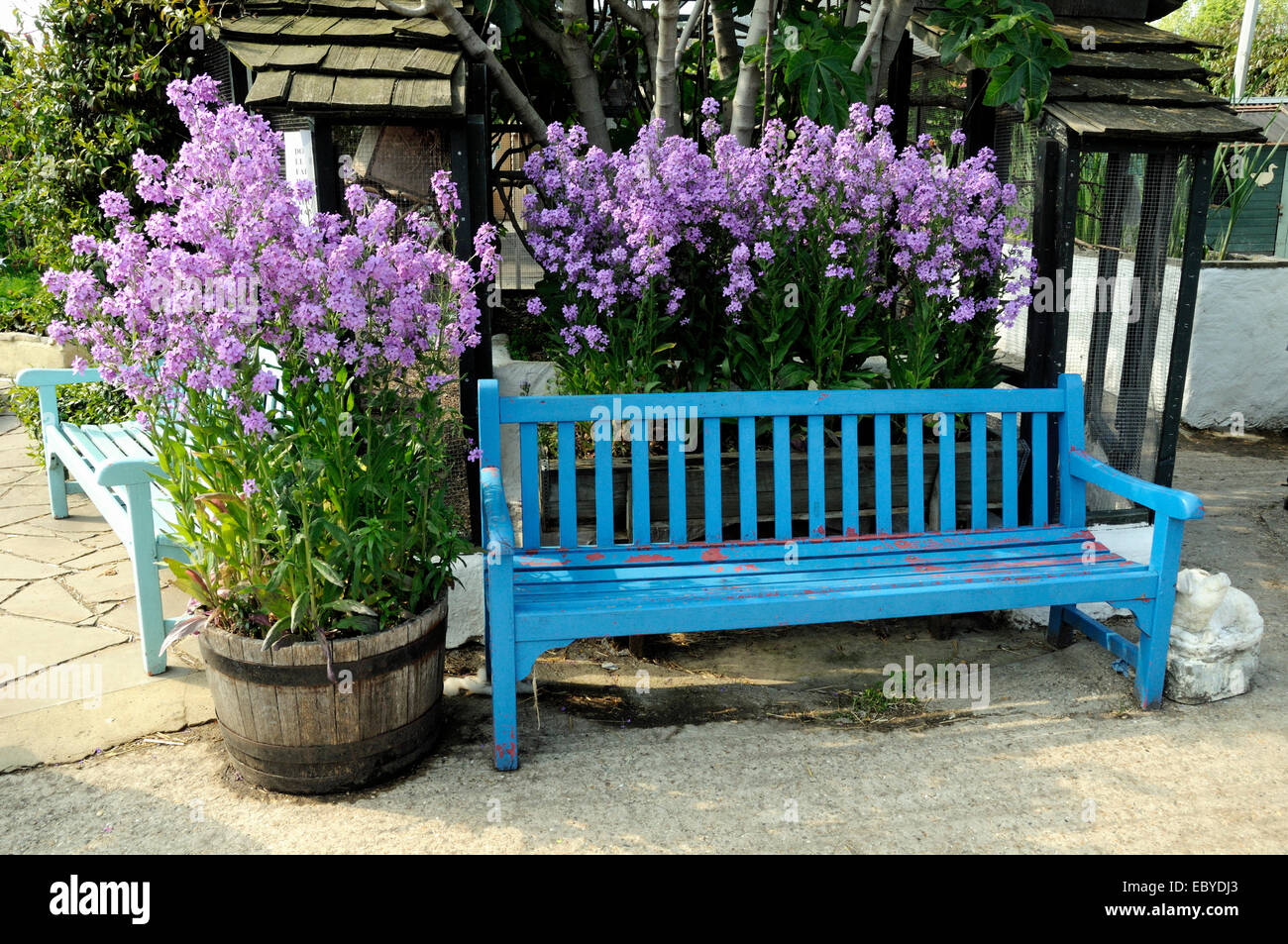 Blue bench with Phlox, Freightliners Farm, Holloway London Borough of Islington, England Britain Uk Stock Photo