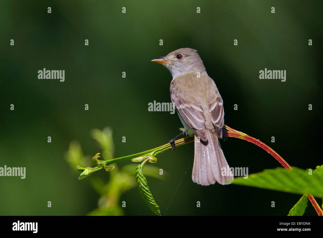 Willow Flycatcher (Empidonax traillii) perched on a bramble in garden in Nanaimo, Vancouver island, BC, Canada in July Stock Photo