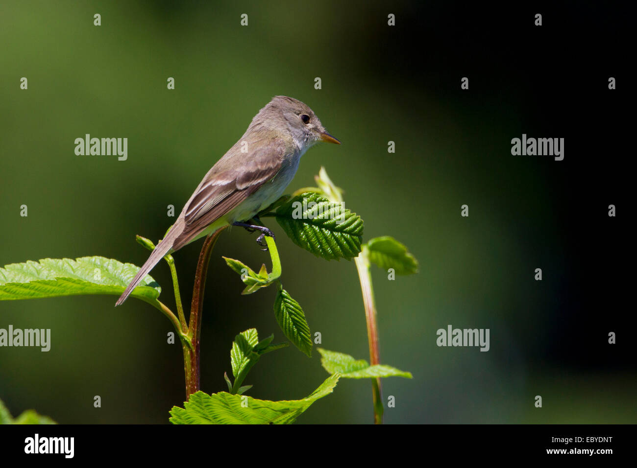 Willow Flycatcher (Empidonax traillii) perched on a bramble in garden in Nanaimo, Vancouver island, BC, Canada in July Stock Photo