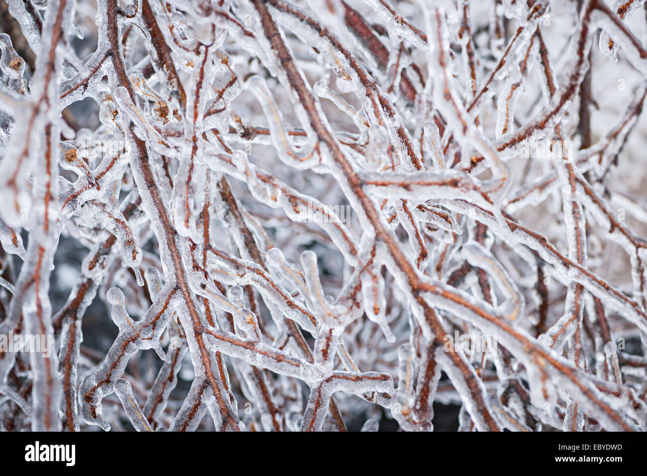 Closeup of ice covered branches in winter as abstract background Stock Photo