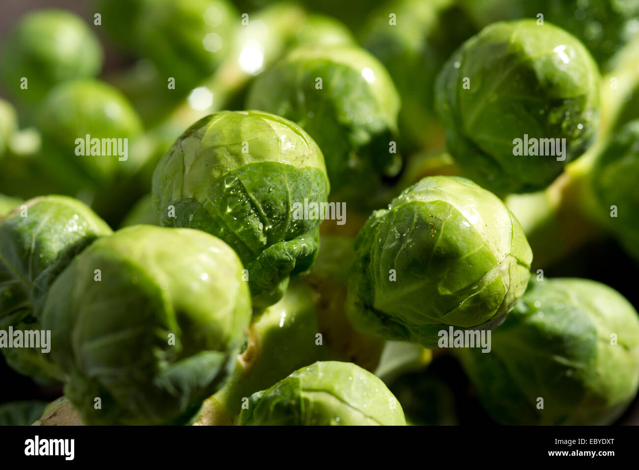 Brussels sprouts and dishes. Stock Photo