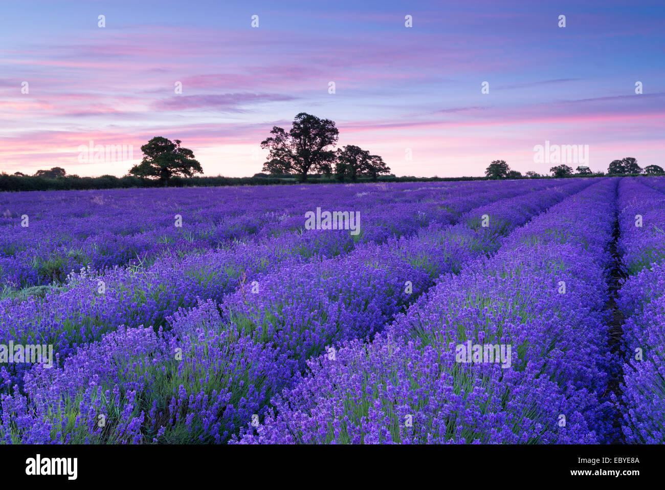 Lavender field at dawn, Somerset, England. Summer (July) 2014. Stock Photo
