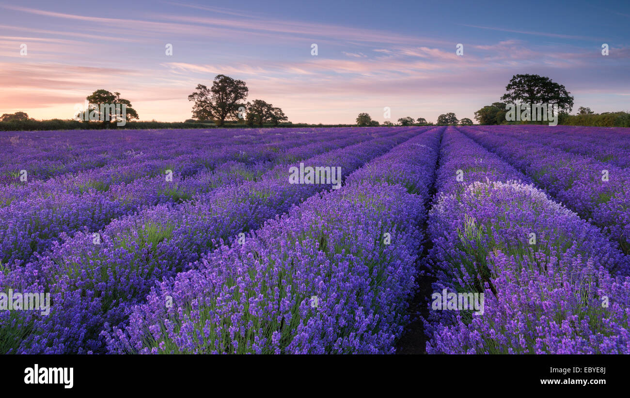 Lavender field at dawn, Somerset, England. Summer (July) 2014. Stock Photo