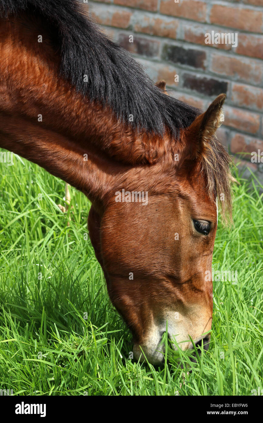 A horse in a pasture on a farm in Cotacachi, Ecuador Stock Photo