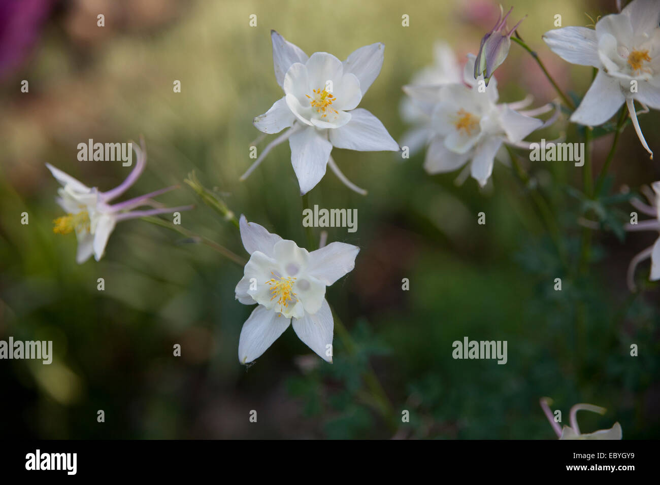 Close up shot with shallow depth of field of delicate little yellow and white flowers. Stock Photo
