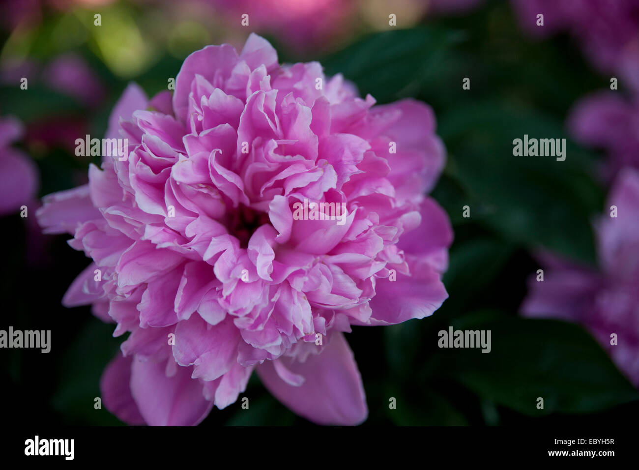 Beautiful pink Peony in full bloom in a garden. Stock Photo