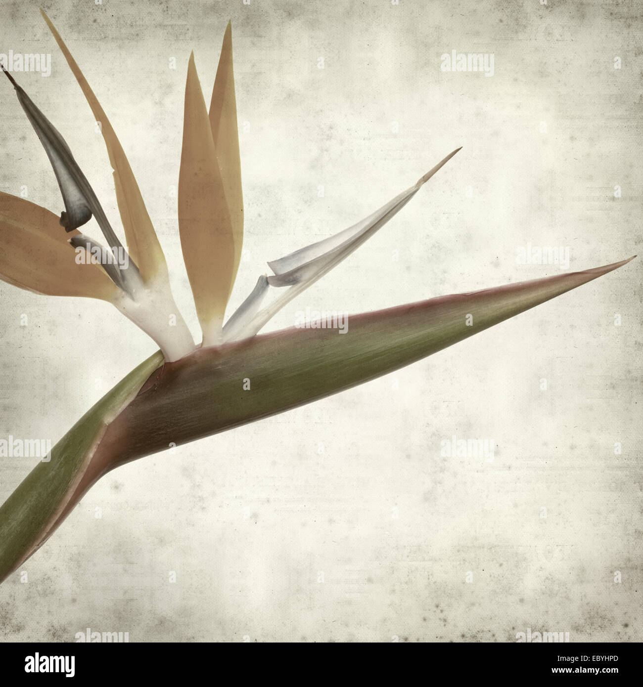 textured old paper background with bird of paradise flower stock paper bird of paradise flower