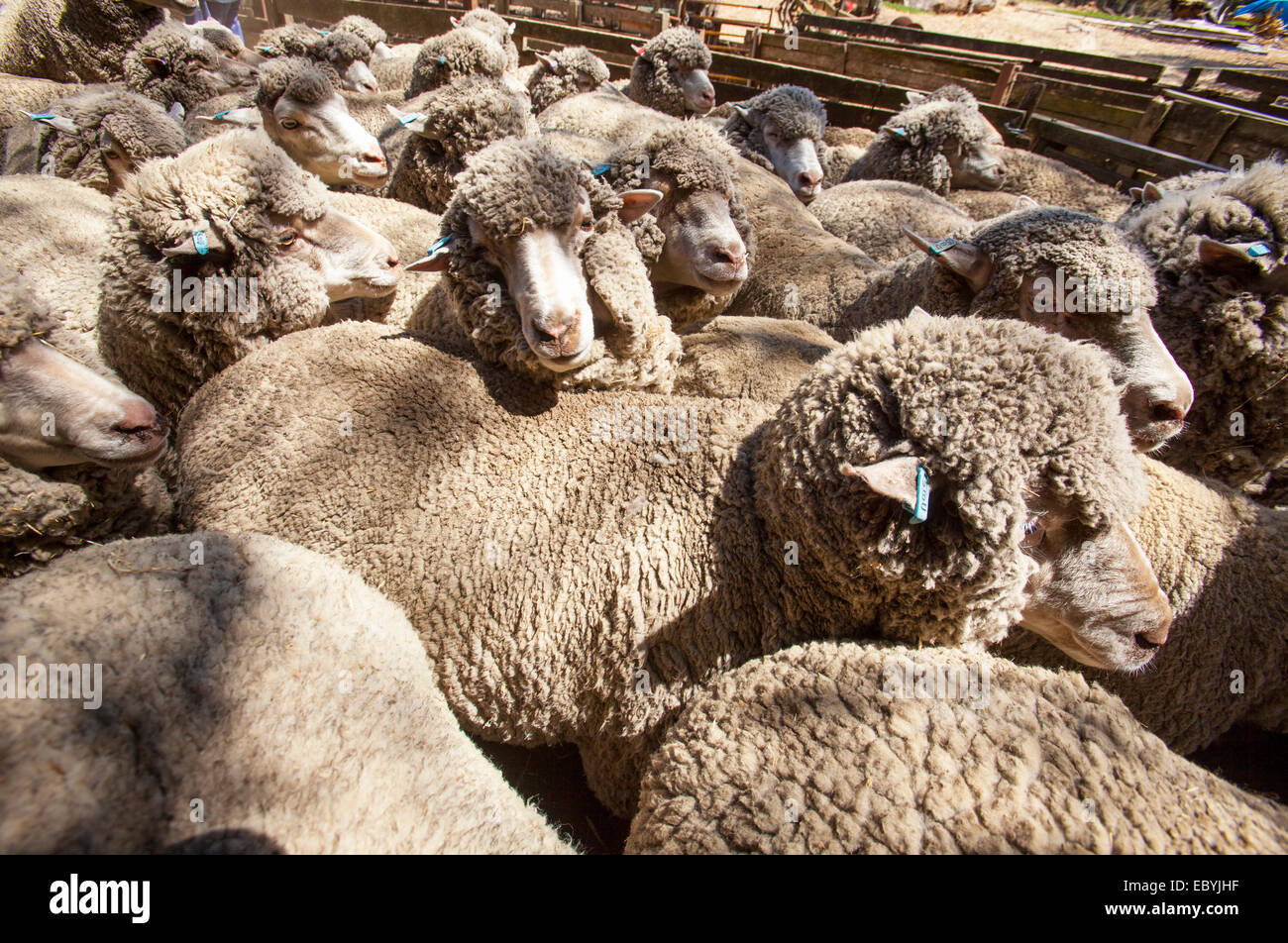 Merino Sheep on farm in West Australia Stock Photo