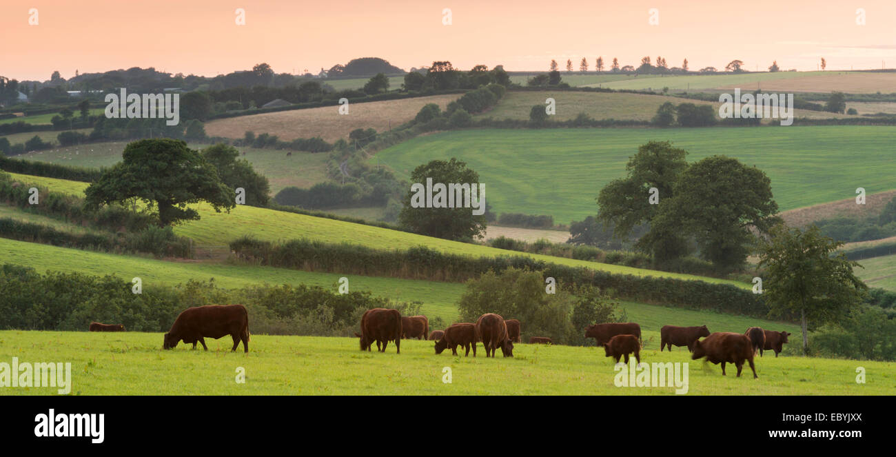 North Devon Red Ruby cattle grazing in the rolling countryside, Black Dog, Devon, England. Summer (July) 2014. Stock Photo