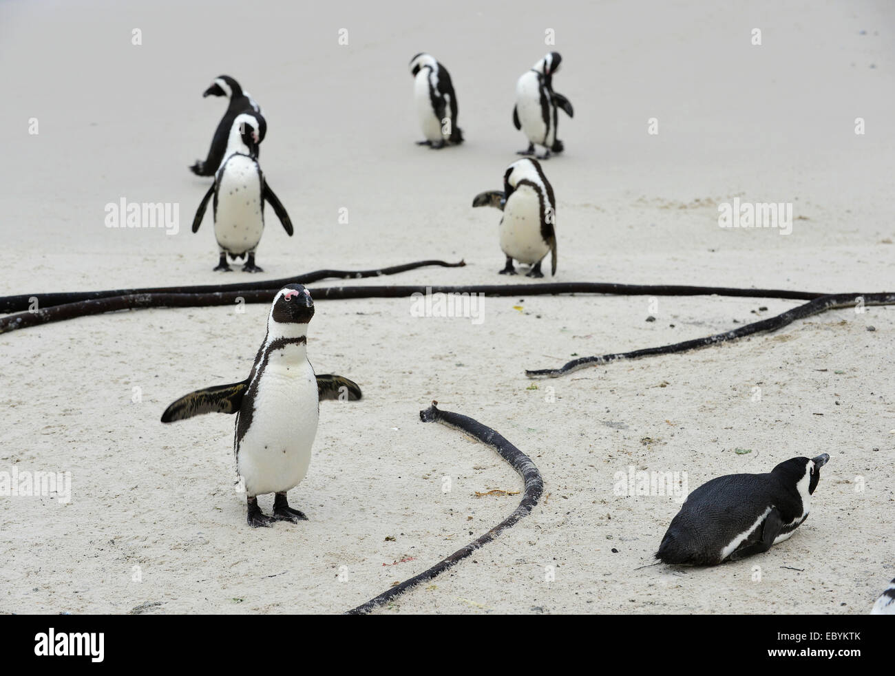 African penguins (spheniscus demersus) at the Beach. Stock Photo