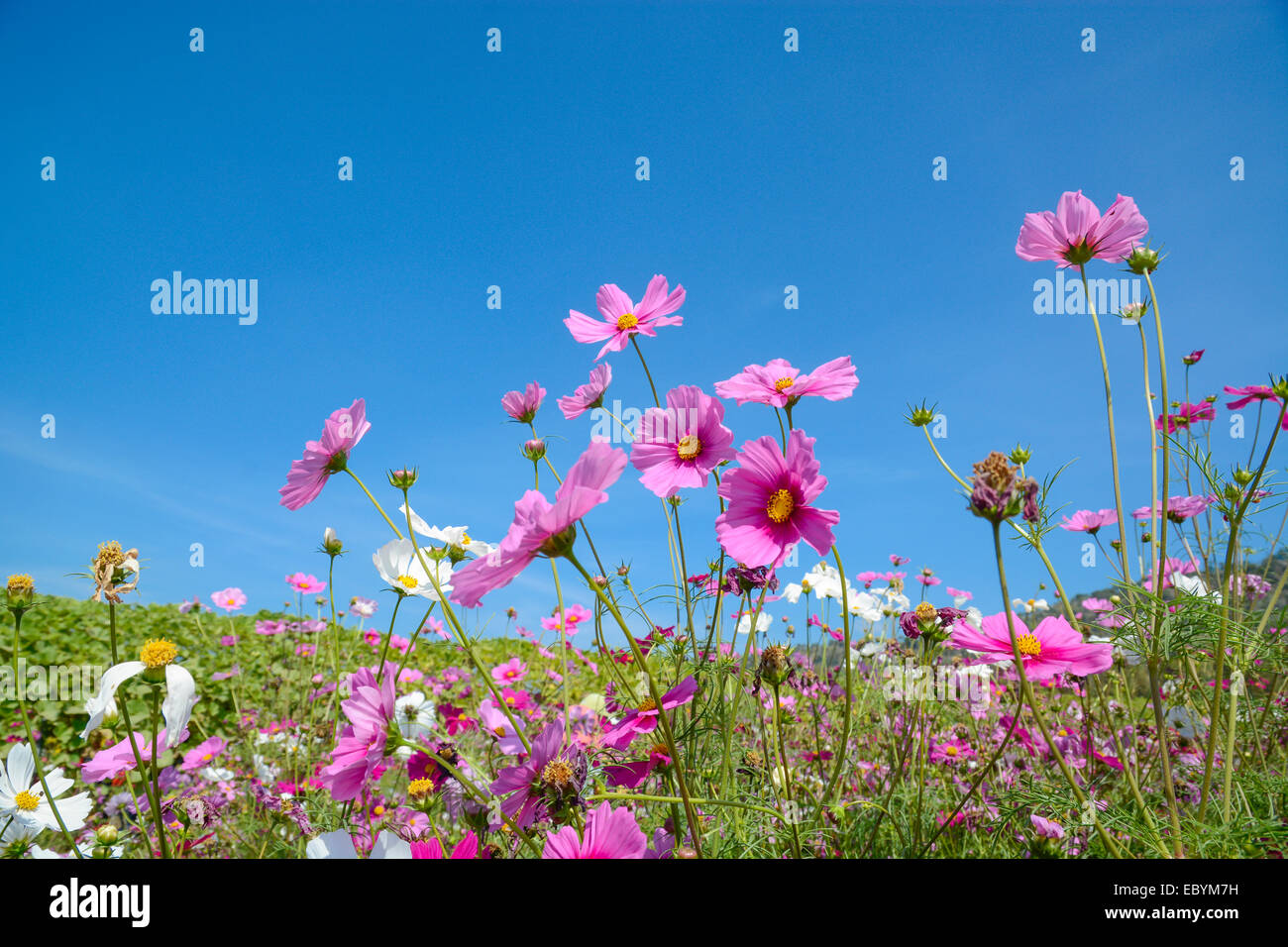Cosmos flowers with the blue sky Stock Photo - Alamy