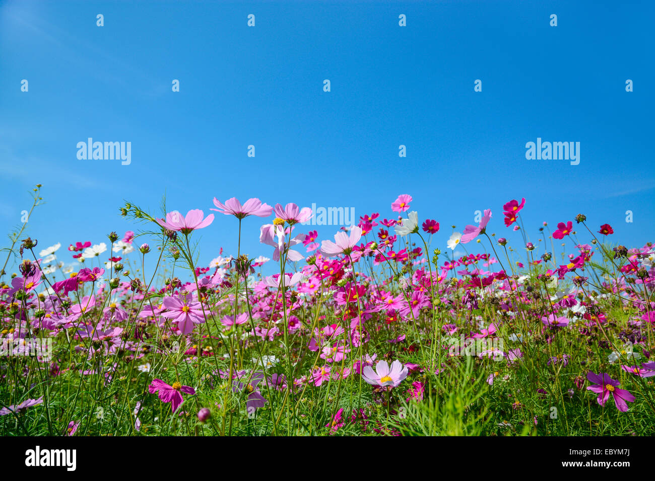 Cosmos flowers with the blue sky Stock Photo - Alamy