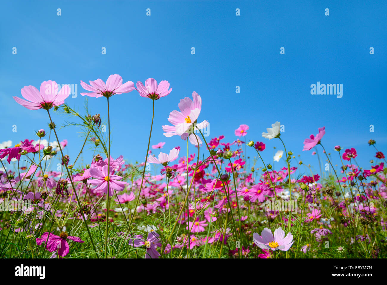 Cosmos flowers with the blue sky Stock Photo - Alamy