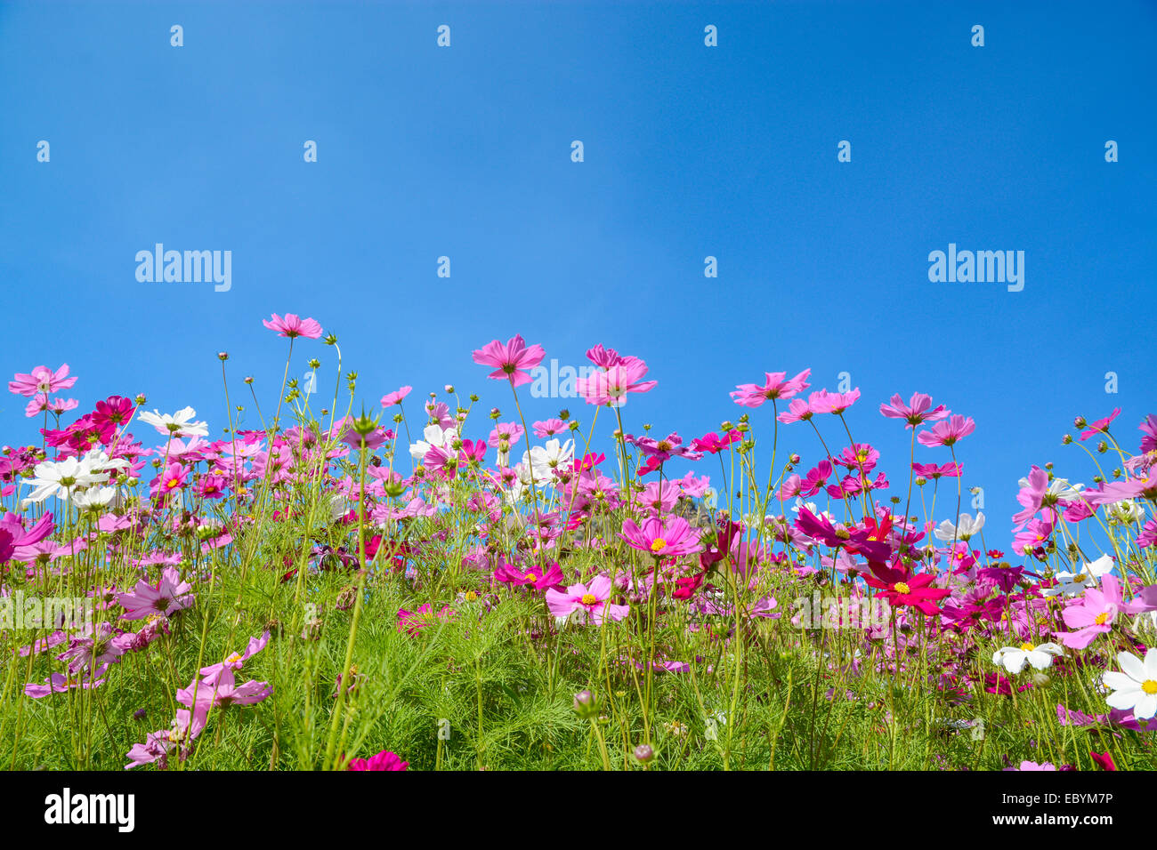 Cosmos flowers with the blue sky Stock Photo - Alamy