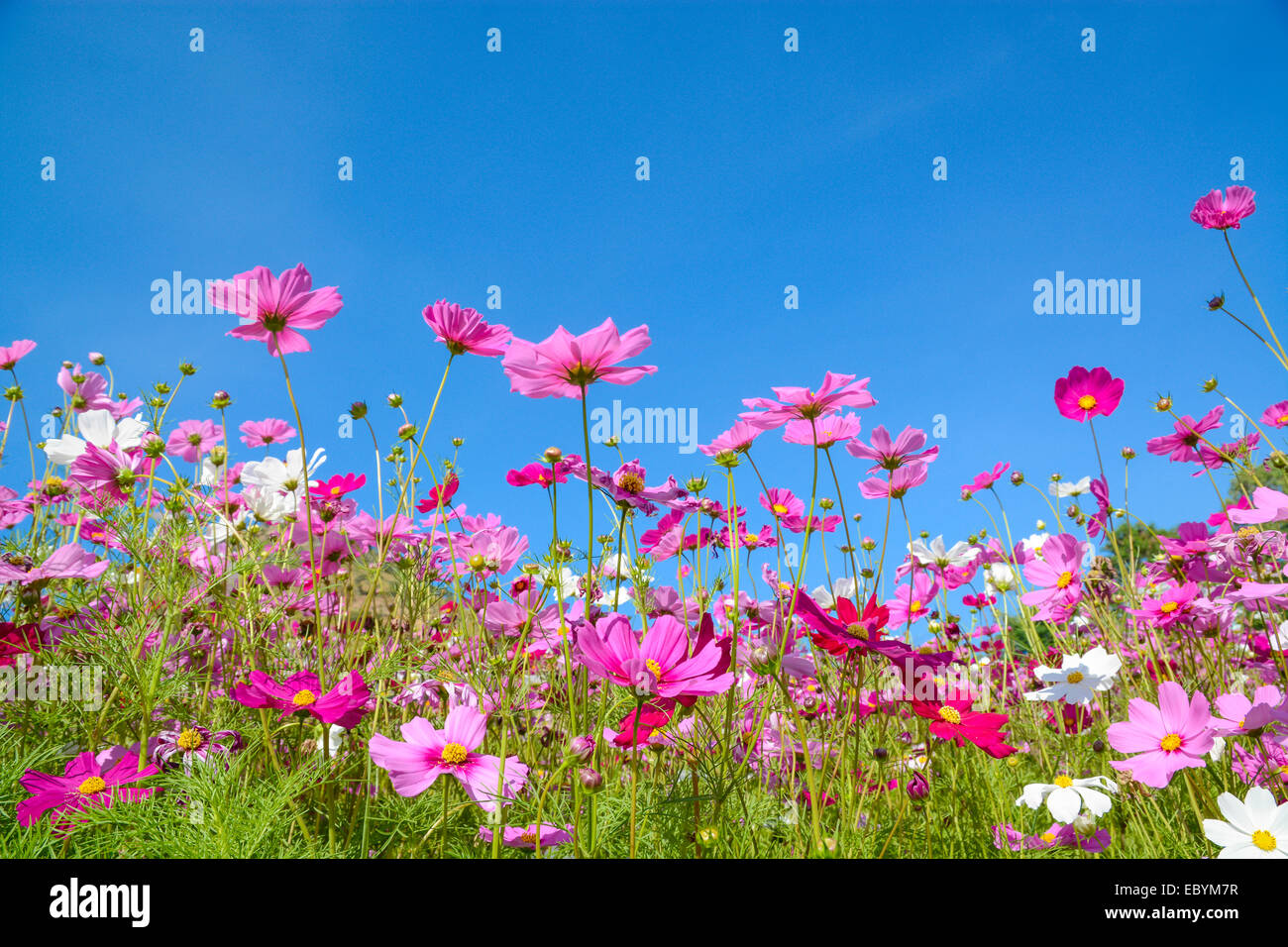 Cosmos flowers with the blue sky Stock Photo - Alamy