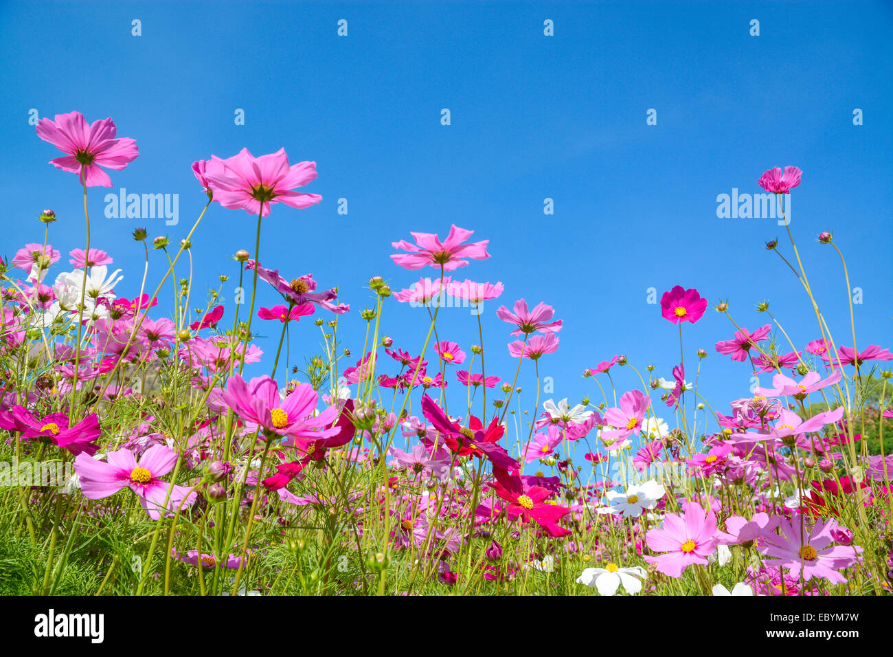 Cosmos flowers with the blue sky Stock Photo - Alamy