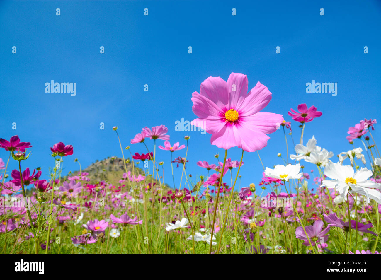 Cosmos flowers with the blue sky Stock Photo - Alamy