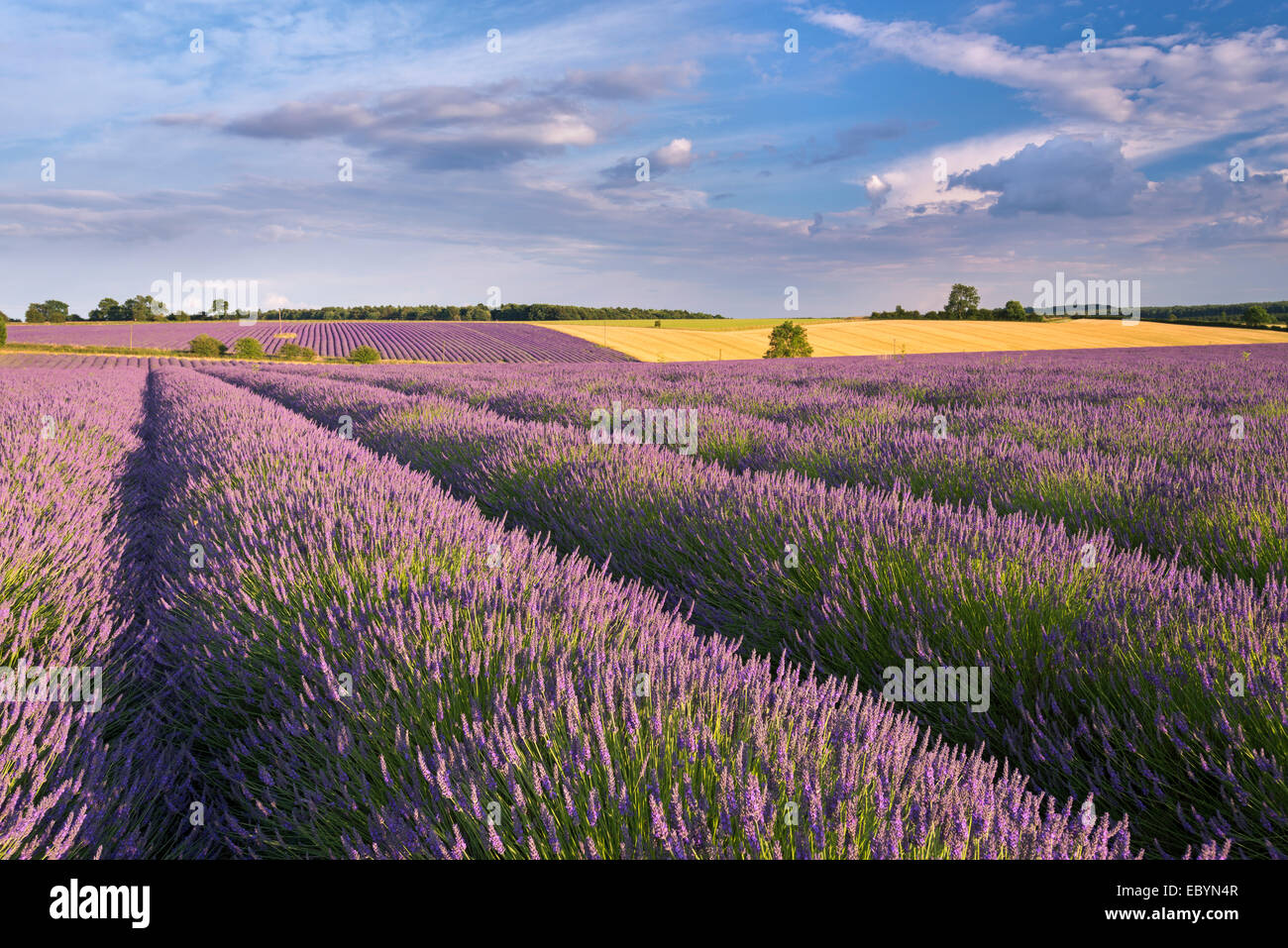 Lavender field in full bloom, Snowshill, Cotswolds, England. Summer (July) 2014. Stock Photo
