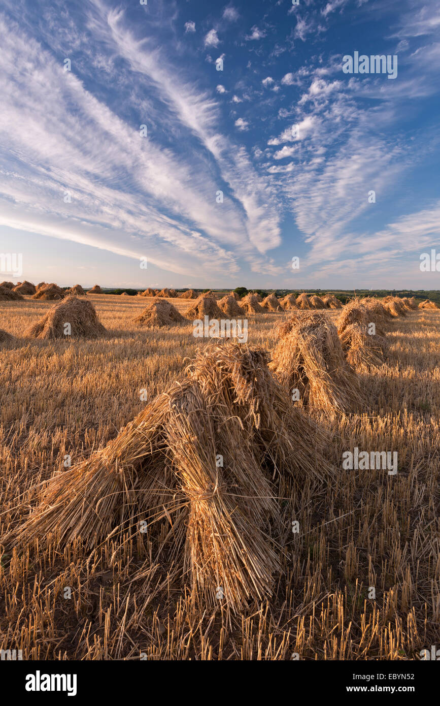 Corn stooks harvested for thatching purposes, Devon, England. Summer (July) 2014. Stock Photo