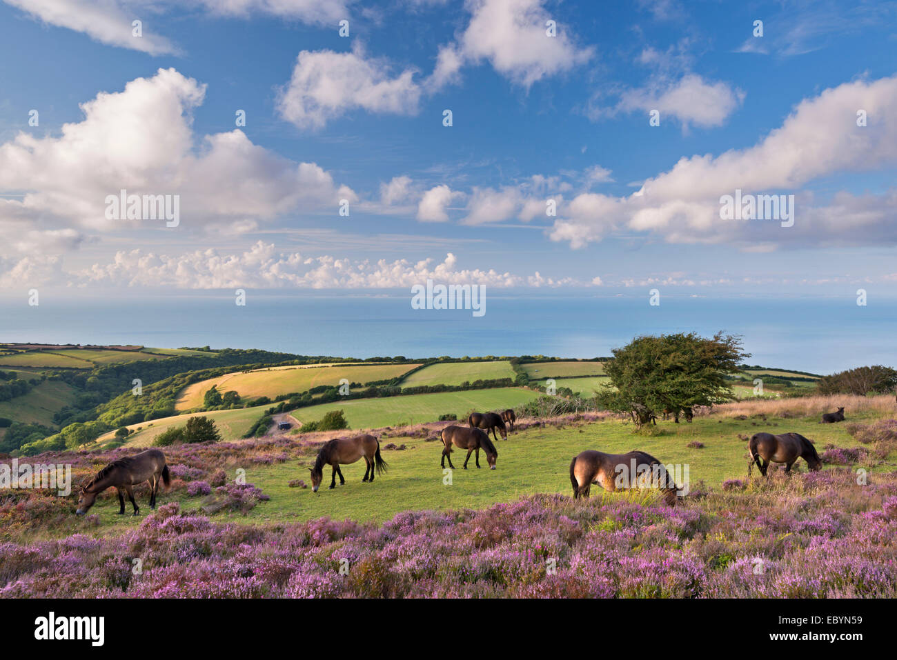 Exmoor Ponies grazing on heather covered moorland on Porlock Common, Exmoor, Somerset, England. Summer (August) 2014. Stock Photo