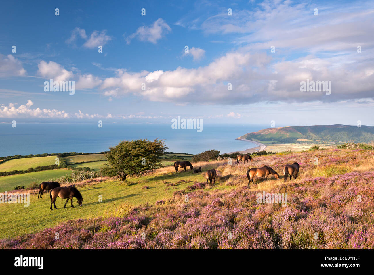 Exmoor Ponies graze on heather covered moorland on Porlock Common, Exmoor, Somerset, England. Summer (August) 2014. Stock Photo